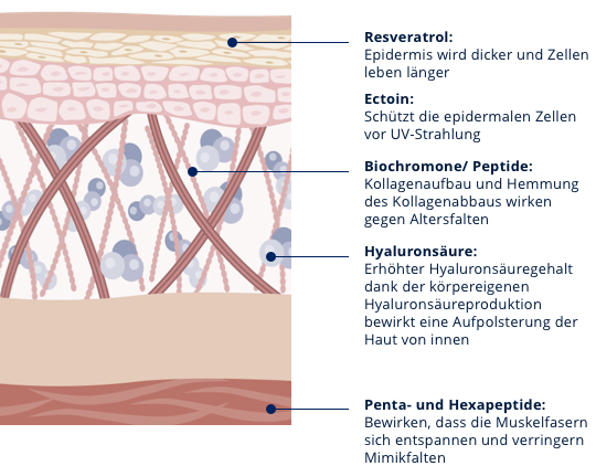 Grafik Haut mit Lubex anti-age Behandlung (de)