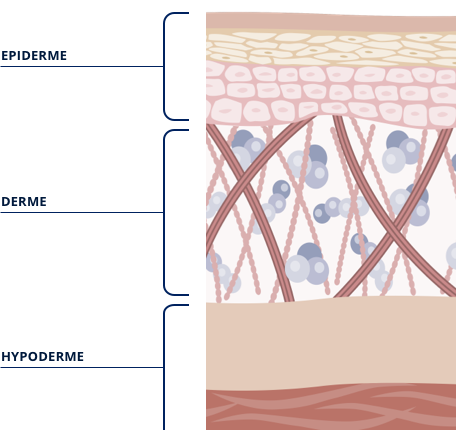 Grafik Aufbau der Haut
