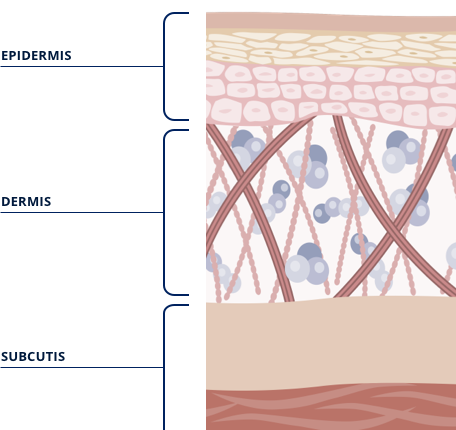 Grafik Aufbau der Haut (en)