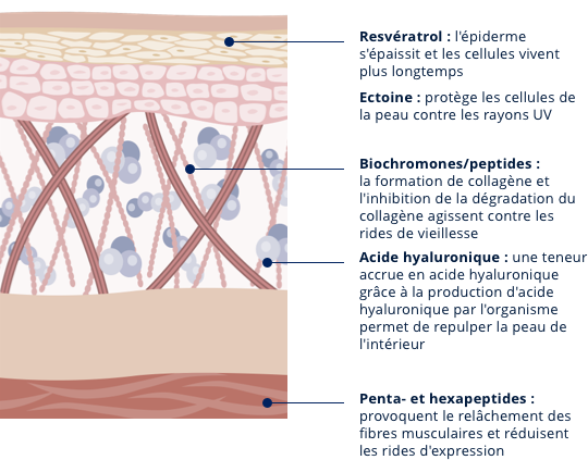 Grafik Haut mit Lubex anti-age Behandlung (fr)